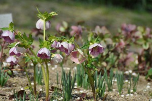 ３月１７日花情報更新画像 (298)