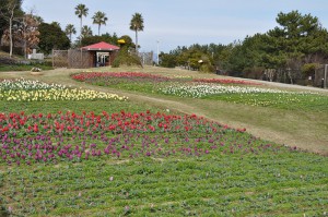 ３月１７日花情報更新画像 (398)