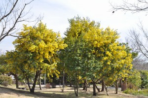 ３月１７日花情報更新画像 (325)