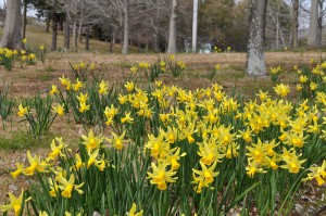 ３月１７日花情報更新画像 (437)