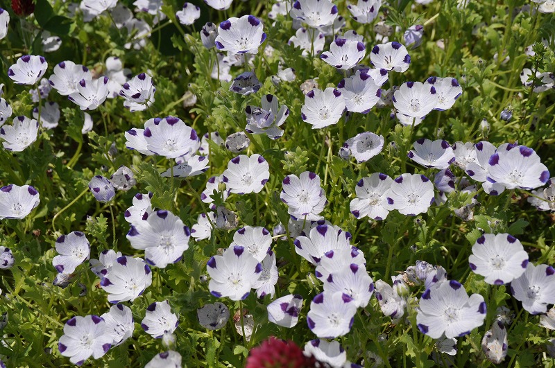 見ごろのお花情報を更新しました 16 5 5 淡路島 国営明石海峡公園