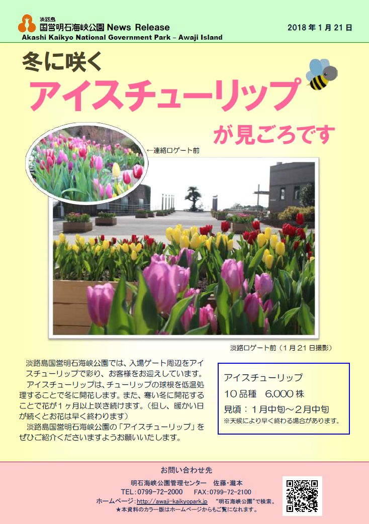 アイスチューリップが見ごろです 淡路島 国営明石海峡公園