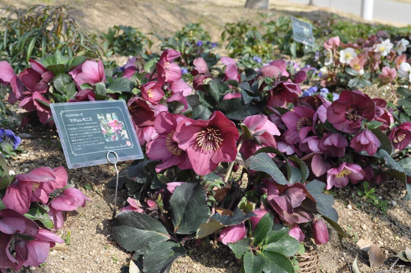 見ごろのお花情報を更新しました 18 2 22 淡路島 国営明石海峡公園