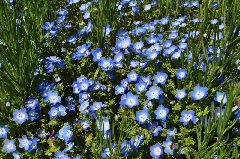 見ごろのお花情報を更新しました 18 4 19 淡路島 国営明石海峡公園