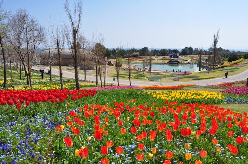 見ごろのお花情報を更新しました 19 4 4 淡路島 国営明石海峡公園