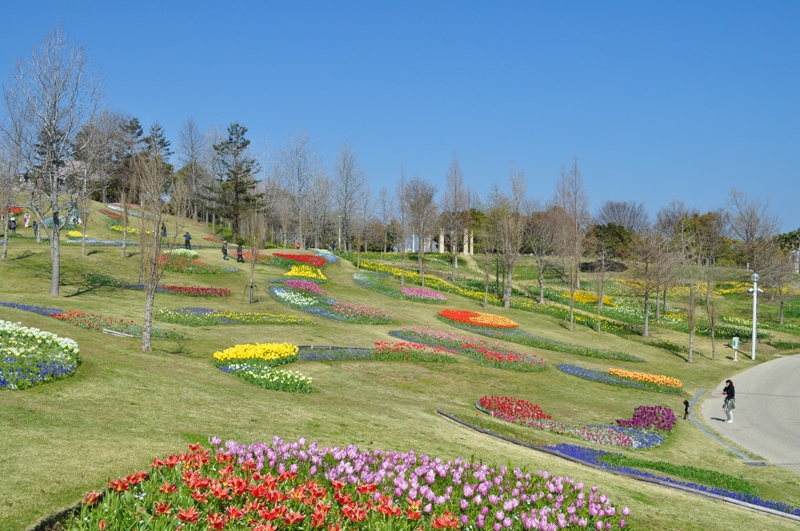 見ごろのお花情報を更新しました 19 4 4 淡路島 国営明石海峡公園