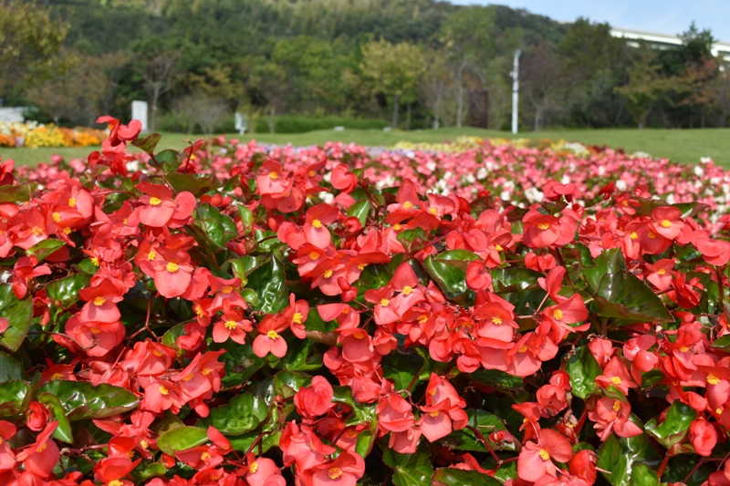 見ごろのお花情報を更新しました 19 10 31 淡路島 国営明石海峡公園