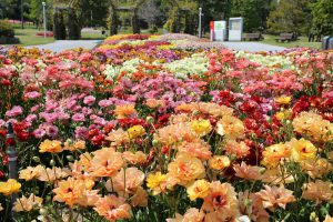 イベント一覧 淡路島 国営明石海峡公園